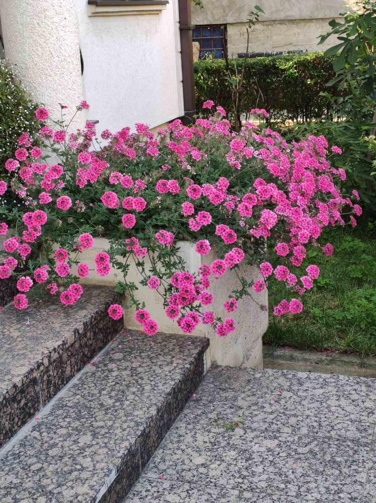 Vila Sentic Vranje Bagian luar foto