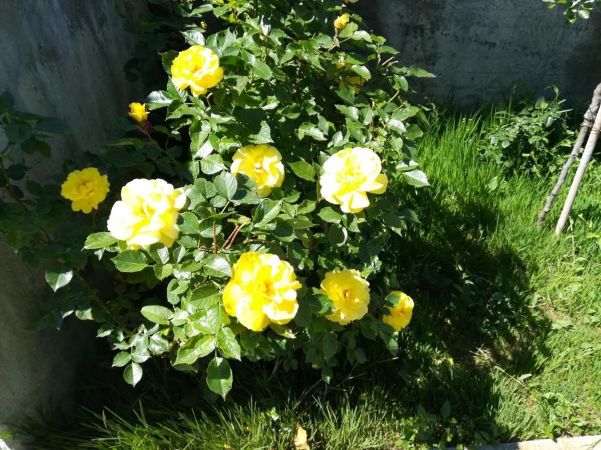 Vila Sentic Vranje Bagian luar foto